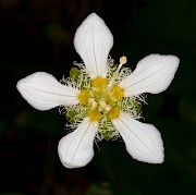 Parnassia fimbriata - Fringed Grass of Parnassus 18-2138